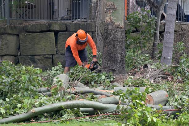 The Steps Involved in Our Tree Care Process in Amboy, IL